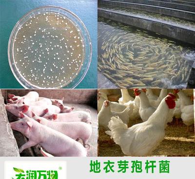 【工厂直销畜禽,水产微生物饲料,养殖水质调控用的地衣芽孢杆菌】价格_厂家_图片 -