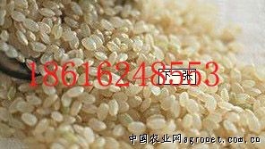 供应饲料米糠 欢迎加入饲料兽药网